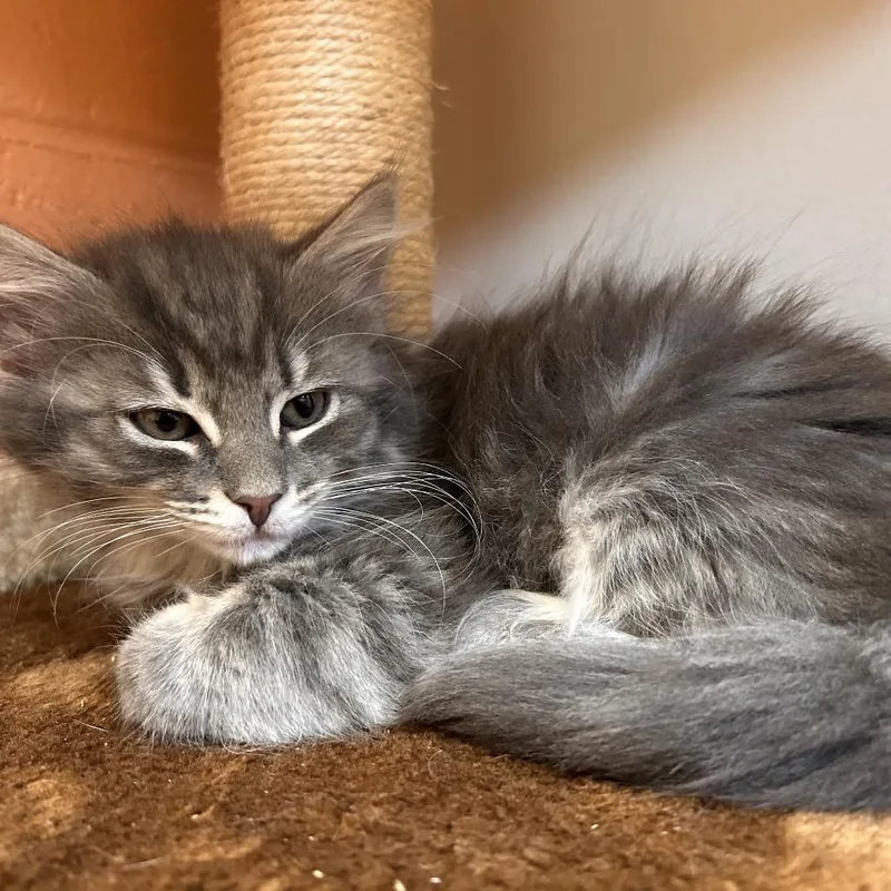 A baby small-sized female Gray / Blue / Silver Domestic Short Hair cat named Mocha for adoption in Bedford, NH