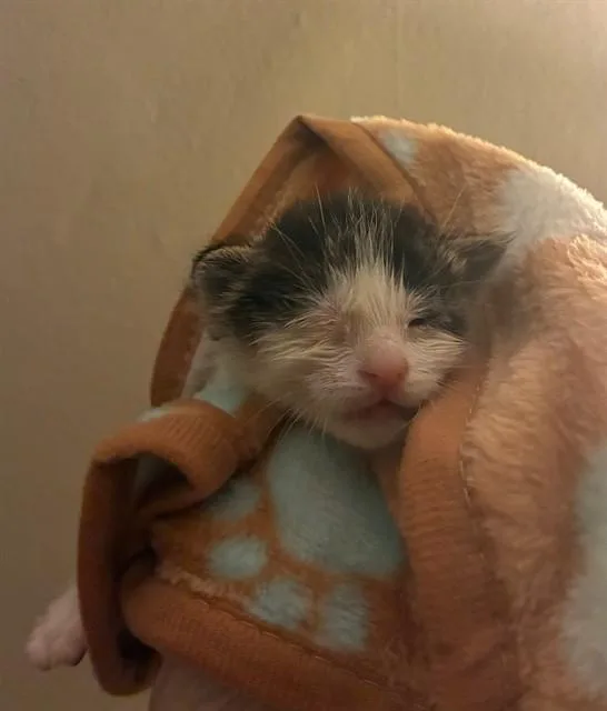 A baby small-sized male Domestic Short Hair cat named Gandalf for adoption in Riverside, CA