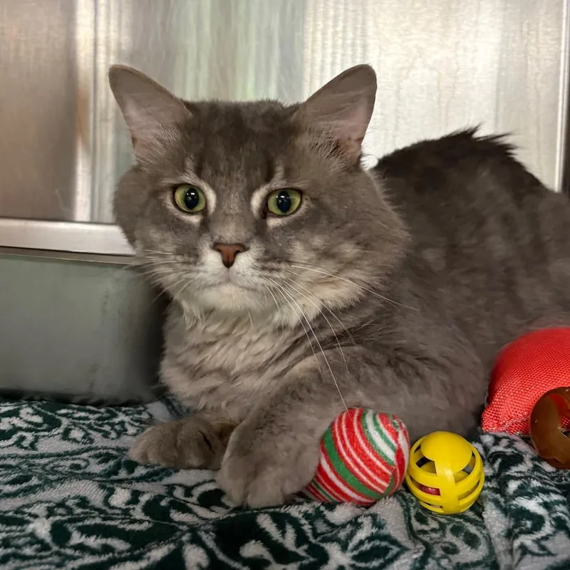 An adult large-sized male Gray / Blue / Silver Domestic Medium Hair cat named Toby for adoption in Shinnston, WV