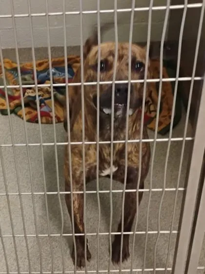 An adult medium-sized unknown Mixed Breed dog named Tupac for adoption in Fallston, MD