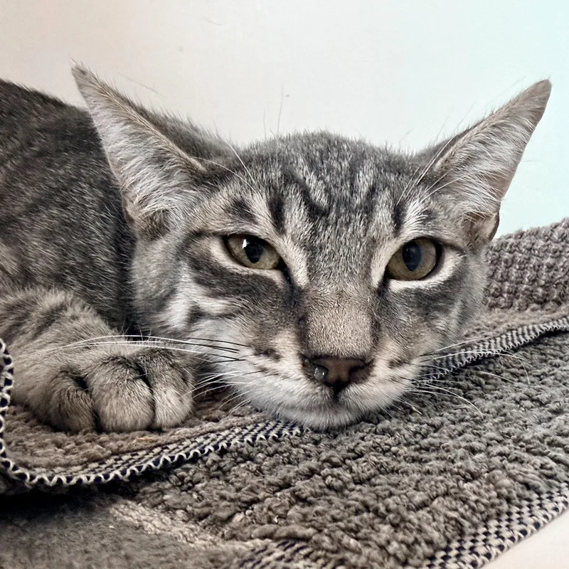 A baby small-sized male Domestic Short Hair cat named Maui for adoption in Oakland, CA