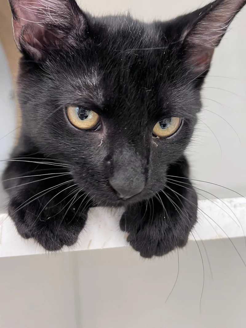 A young medium-sized female Black Domestic Short Hair cat named Vidala for adoption in Spring Lake, NJ