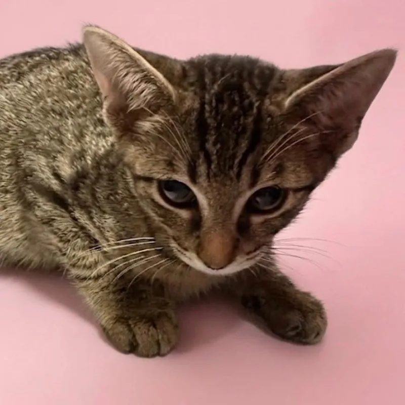 A baby small-sized male Brown / Chocolate Domestic Short Hair cat named Tiger for adoption in New Port Richey, FL