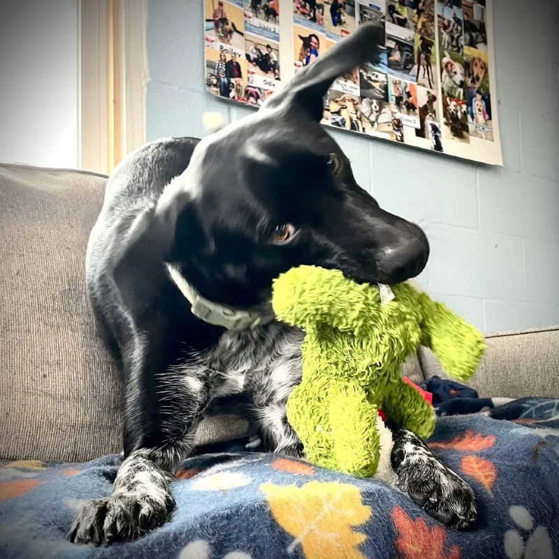 Sadie thumbnail 4