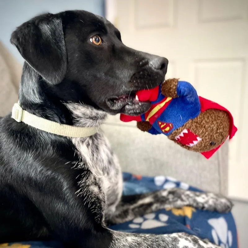 Sadie thumbnail 5