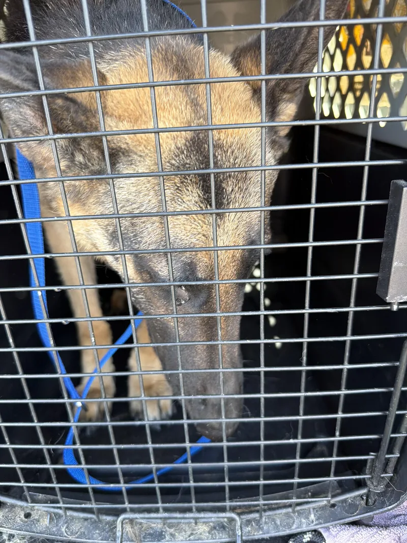 A senior medium-sized male Tricolor (Brown, Black, & White) German Shepherd Dog dog named Cece for adoption in Frazier Park, CA