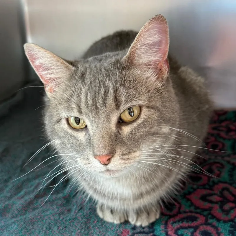 An adult medium-sized female Gray / Blue / Silver Domestic Short Hair cat named Lilac for adoption in Council Bluffs, IA