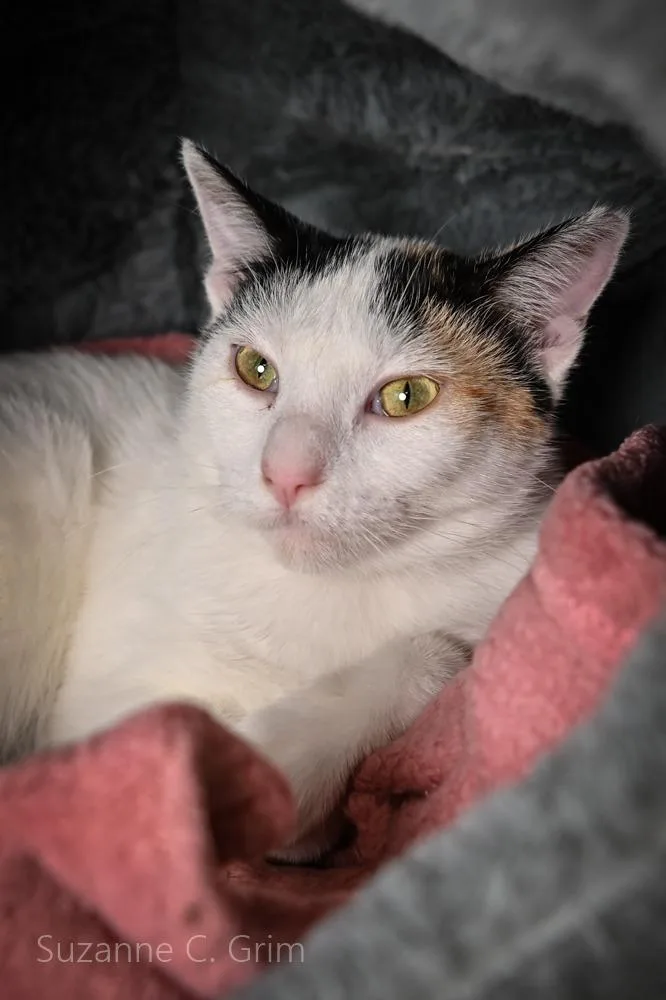 A young small-sized female Domestic Short Hair cat named Lara for adoption in New Orleans, LA
