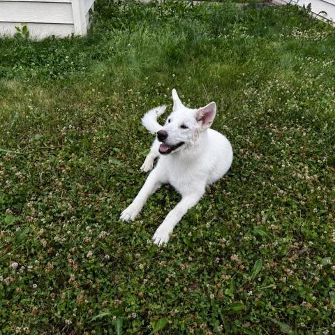 A young large-sized male White / Cream Mixed Breed dog named Joss for adoption in Buffalo, MN