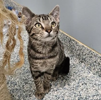 A baby medium-sized female Domestic Short Hair cat named Bagel for adoption in Verona, WI
