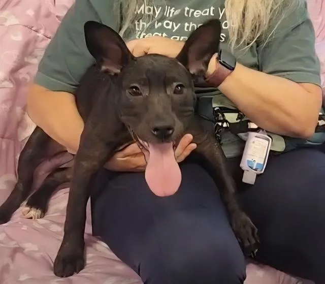 A baby small-sized female Labrador Retriever dog named Crosby for adoption in Brunswick, GA