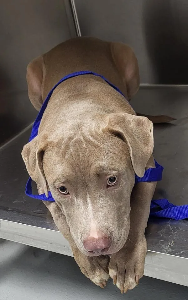 A young medium-sized male Pit Bull Terrier dog named Ic for adoption in Lawrenceville, GA