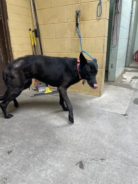 An adult large-sized female Belgian Shepherd / Malinois dog named Ruby for adoption in Stockton, CA