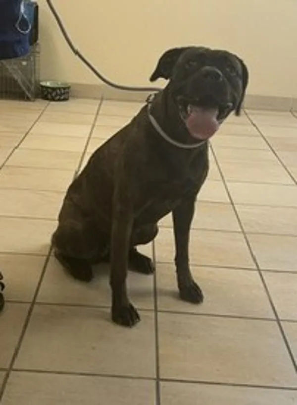 An adult large-sized female Cane Corso dog named Lavish for adoption in Virginia Beach, VA