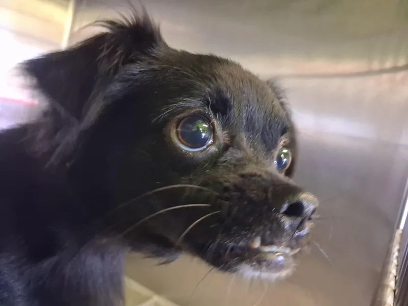 A young small-sized male Chihuahua dog named Tyrone for adoption in Los Angeles, CA