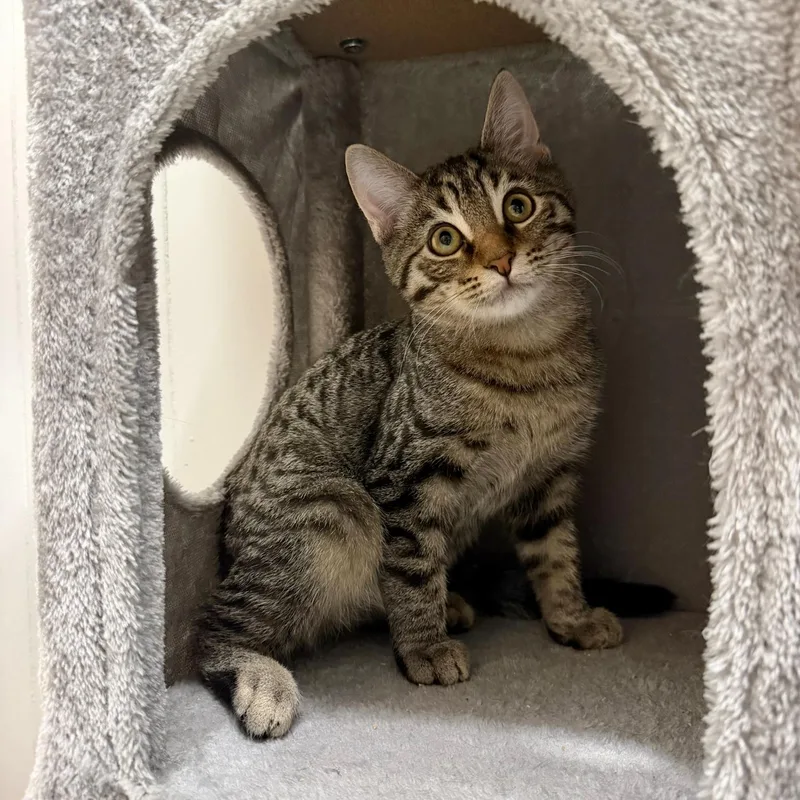 A baby medium-sized male Tabby (Brown / Chocolate) Domestic Short Hair cat named Jake & Allen for adoption in Hartville, OH