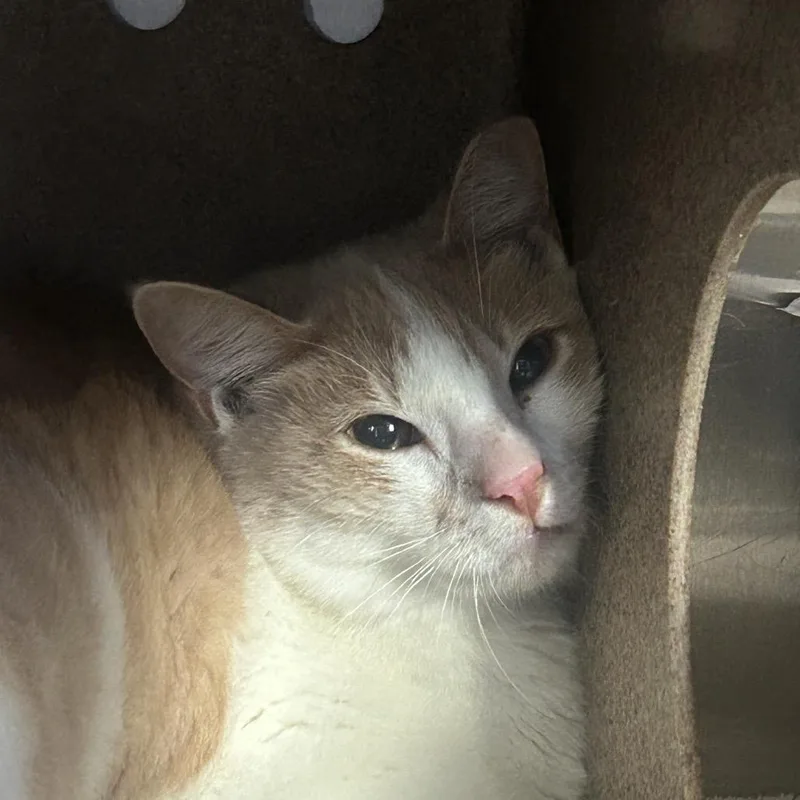 A young medium-sized male Orange / Red Domestic Short Hair cat named Snowy Sammy for adoption in Austin, TX