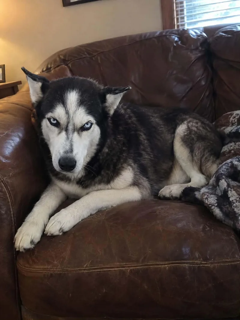 A young medium-sized female Tricolor (Brown, Black, & White) Siberian Husky dog named Zari for adoption in Gregory, TX