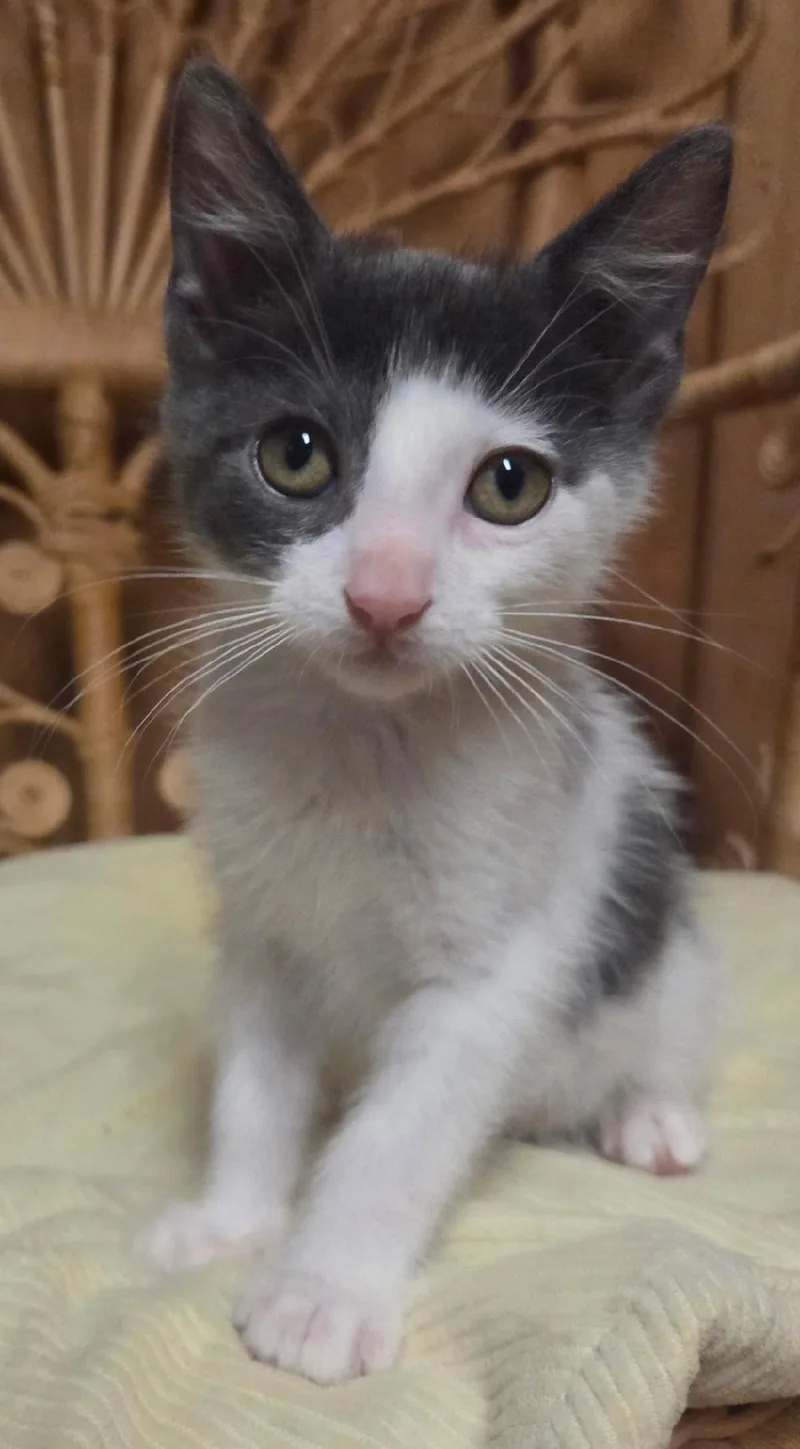 A baby medium-sized male White Domestic Short Hair cat named Fern for adoption in Wayne, NJ