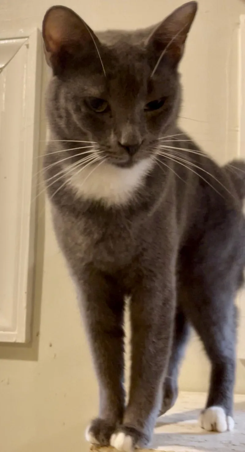 A young medium-sized female Gray & White Russian Blue cat named Nova for adoption in Myrtle Beach, SC