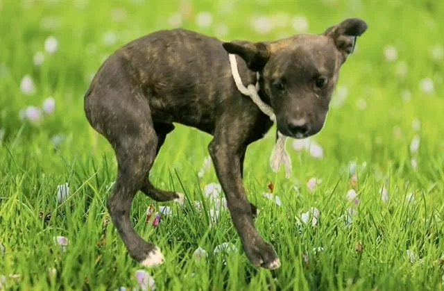 A baby small-sized female Pit Bull Terrier dog named Virginia for adoption in Lancaster, CA