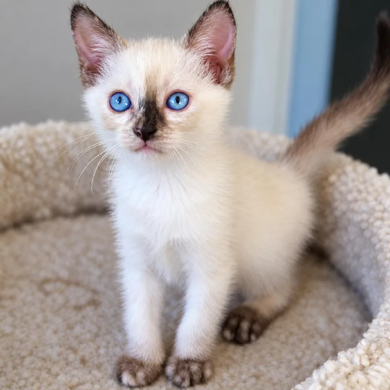A baby small-sized female Brown / Chocolate Siamese cat named Maxine for adoption in Las Vegas, NV