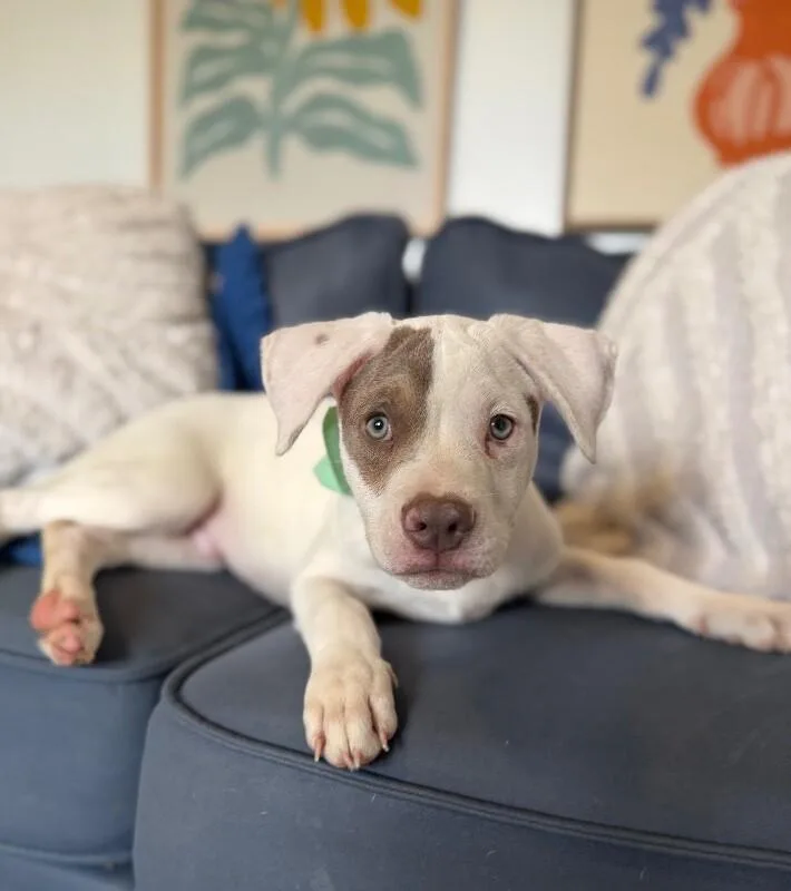 A baby medium-sized male White / Cream Pit Bull Terrier dog named Zayn Sweetpea for adoption in Friendswood, TX