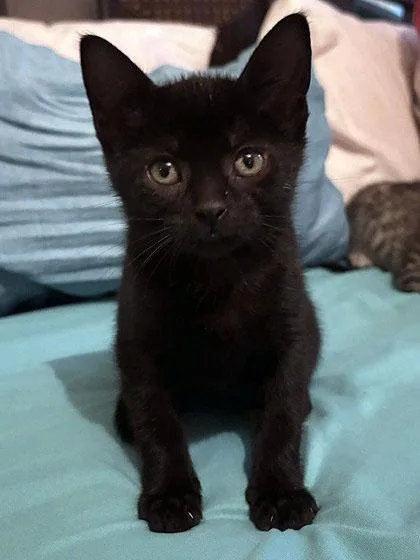 A baby small-sized male Black Domestic Short Hair cat named Cpo At Petsmart In for adoption in Bishop, GA