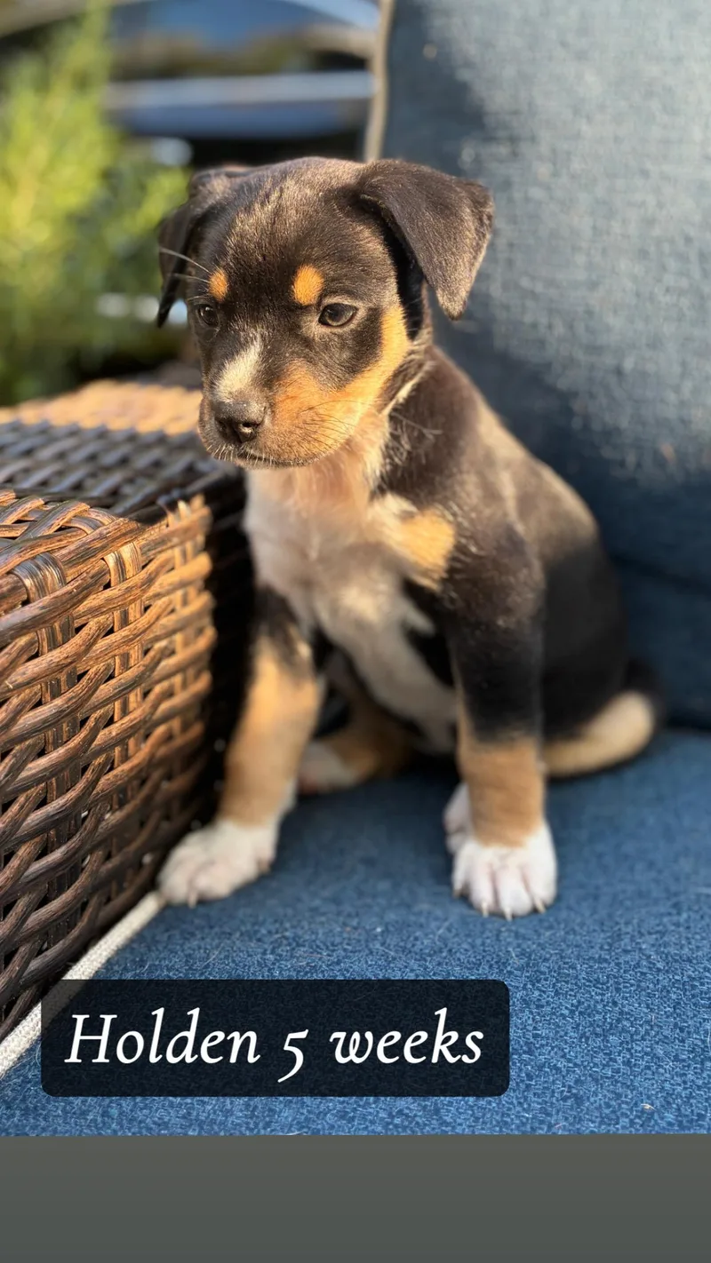 Holden