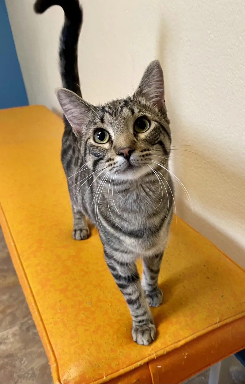 A young medium-sized male Domestic Short Hair cat named Mr Personality for adoption in Fargo, ND