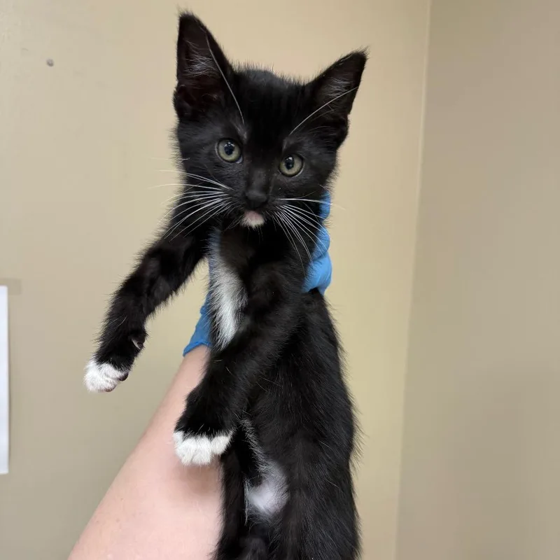 A baby small-sized female Black Domestic Short Hair cat named Agnes for adoption in Birmingham, AL