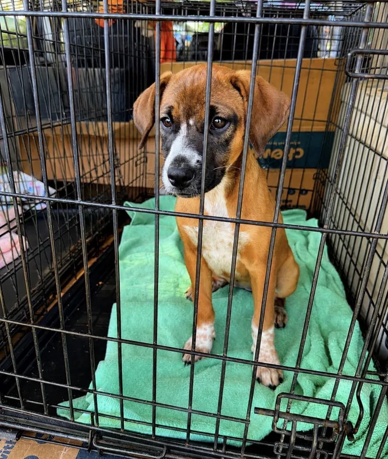 A baby medium-sized female Boxer dog named Ava for adoption in Pembroke, MA