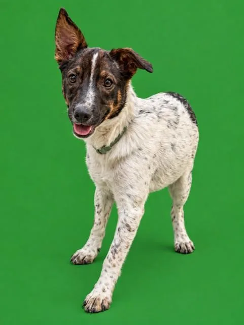 A young small-sized male Rat Terrier dog named Pongo for adoption in Miami, FL