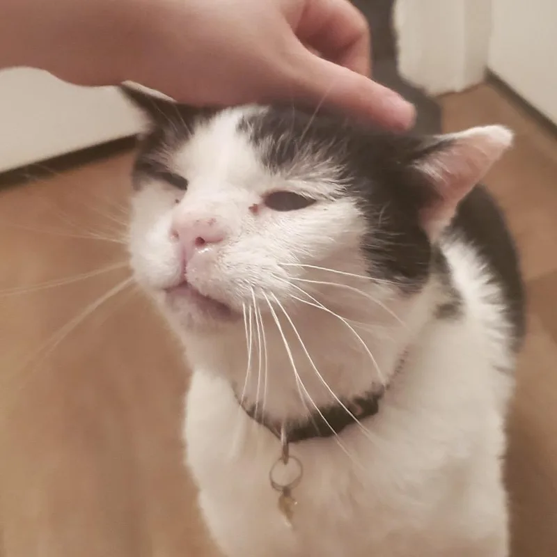 A senior medium-sized male White Domestic Short Hair cat named Toothless for adoption in Carmel, IN