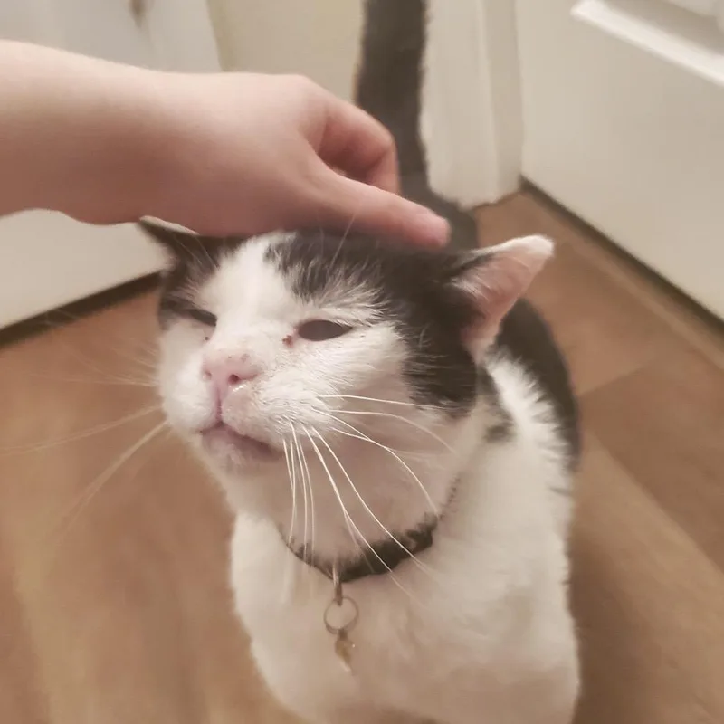 Toothless thumbnail 3