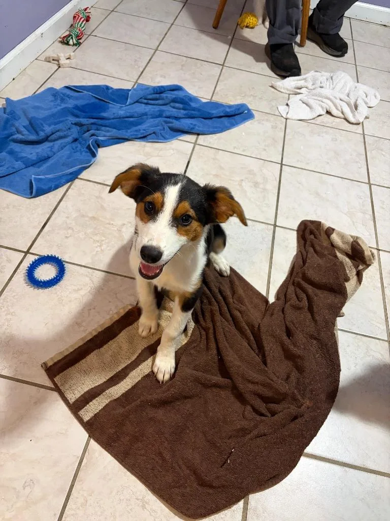 A baby medium-sized female Cattle Dog dog named Toph for adoption in Russellville, KY