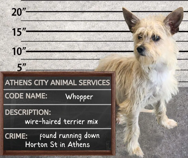 A young medium-sized male Wirehaired Terrier dog named Whopper  Stray Hold for adoption in Athens, AL