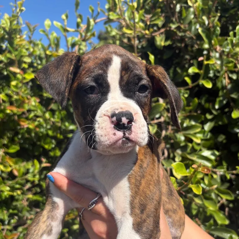 A baby small-sized female White / Cream Boxer dog named Pineapple for adoption in Santa Barbara, CA