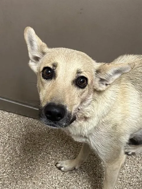 An adult medium-sized female German Shepherd Dog dog named Yote for adoption in Albuquerque, NM