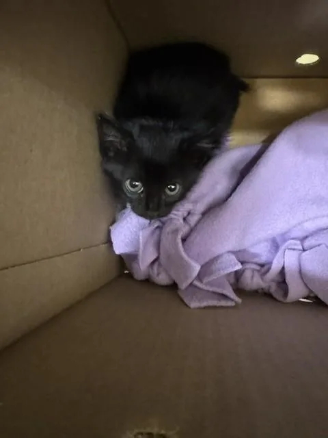 Kiki