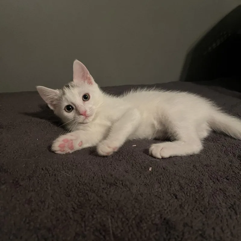 A baby small-sized female White Domestic Short Hair cat named Willow for adoption in Los Angeles, CA
