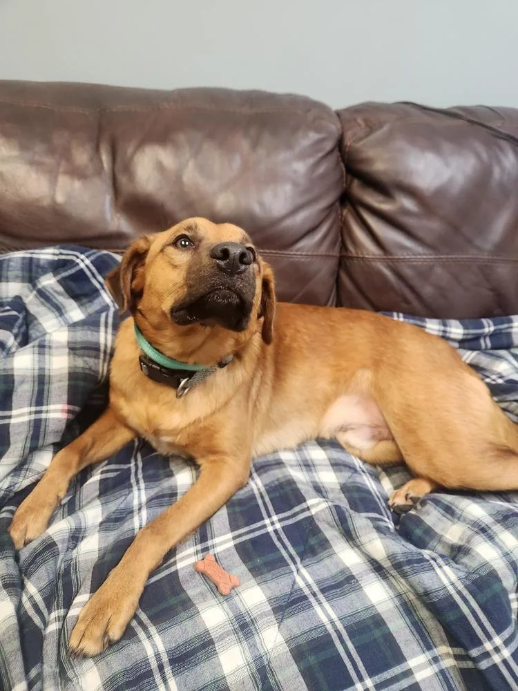 An adult medium-sized male Brown / Chocolate Labrador Retriever dog named Lux for adoption in Lexington, TN