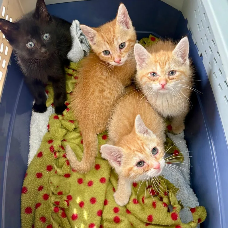 A baby small-sized male Orange / Red Domestic Short Hair cat named Echo for adoption in New Fairfield, CT