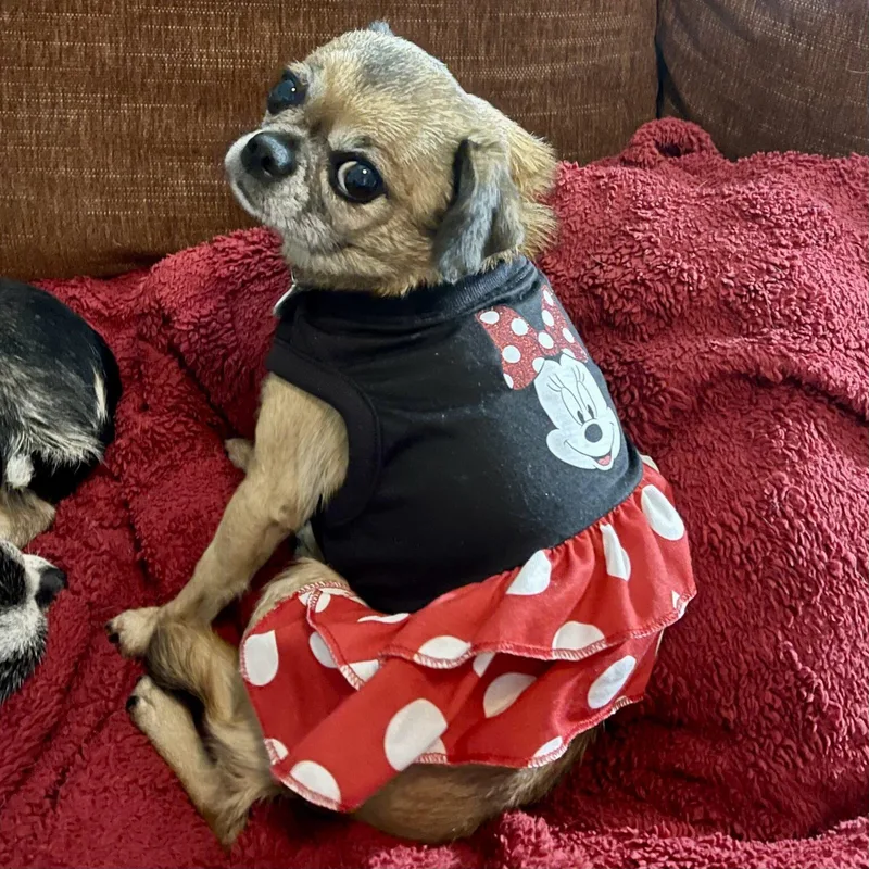 A senior small-sized female Tricolor (Brown, Black, & White) Chihuahua dog named Minnie for adoption in Mead, CO