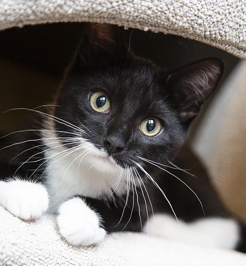 A baby medium-sized male Black & White / Tuxedo Domestic Short Hair cat named Spaz for adoption in Chicago, IL