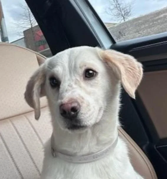 A young medium-sized female Yellow / Tan / Blond / Fawn Labrador Retriever dog named Sasha for adoption in Houston, TX