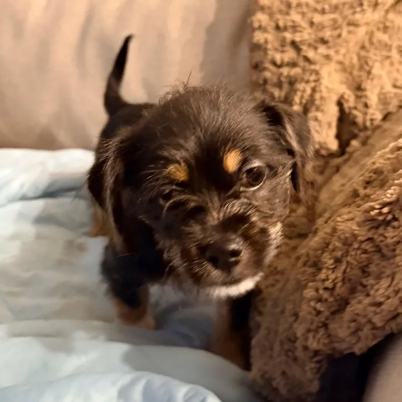 A baby small-sized female Black Chihuahua dog named Cremini for adoption in Saint John, IN