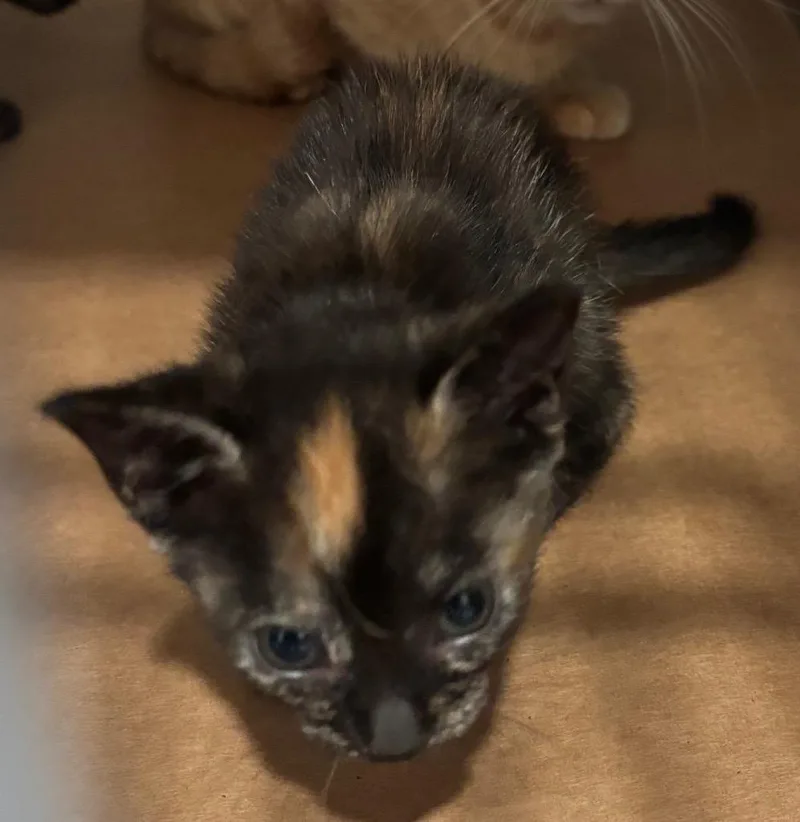 A baby small-sized female Domestic Short Hair cat named Latch for adoption in Cartersville , GA