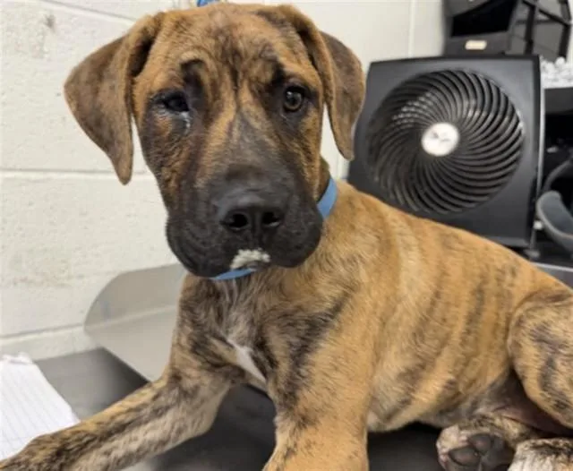 A baby small-sized female Pit Bull Terrier dog named Emi for adoption in San Bernardino, CA