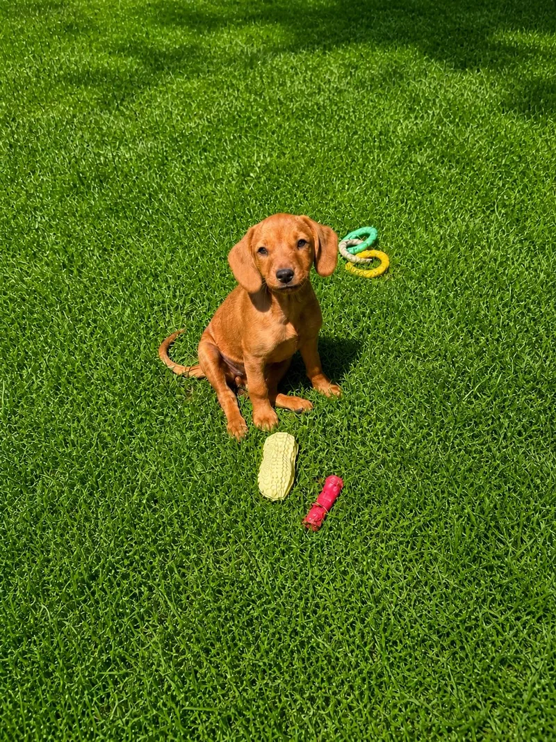 A young medium-sized male Dachshund dog named Skye for adoption in Nashville, TN